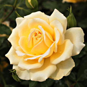 Floribunda ruže - Ruža - Rivedoux-plage™ - 